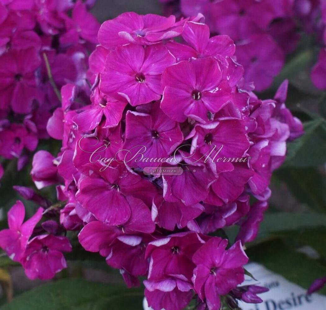 Флокс Атропурпуреа (Atropurpurea) 2