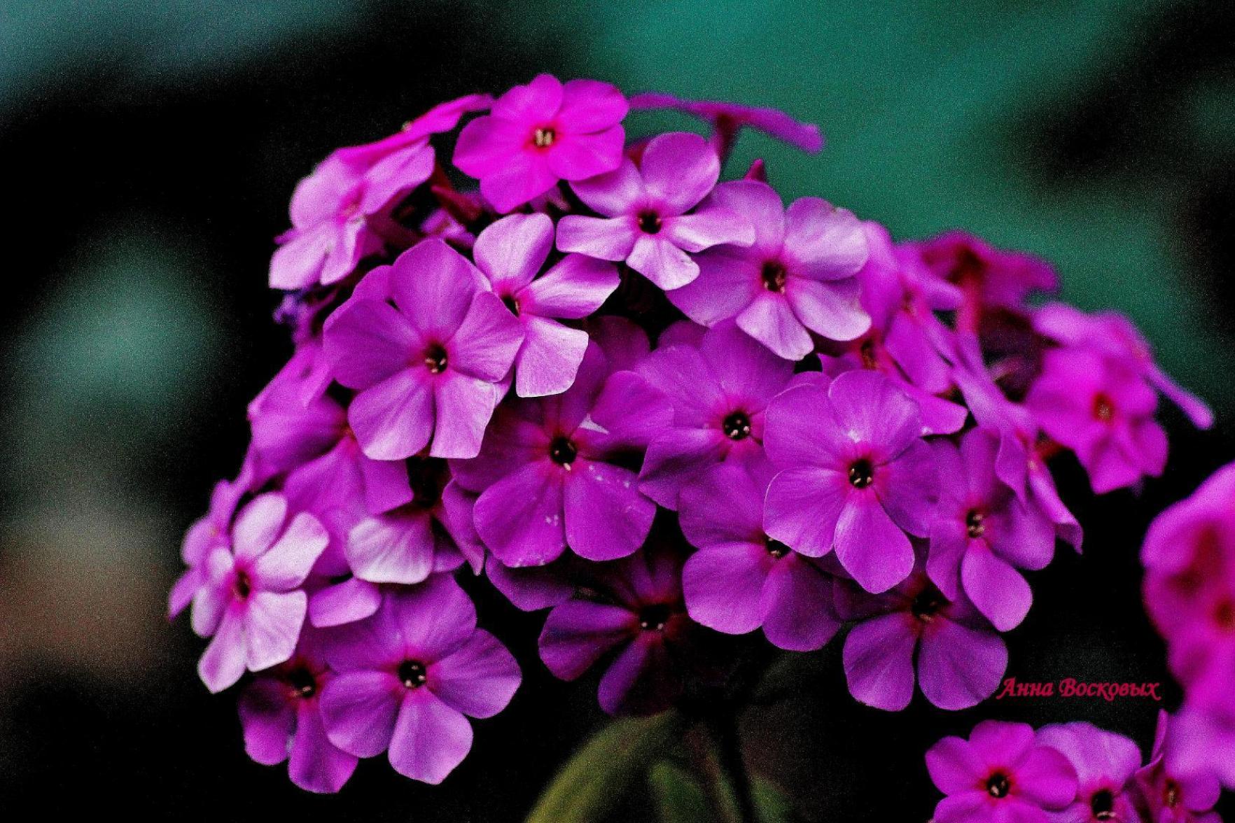 Флокс Атропурпуреа (Atropurpurea) 3