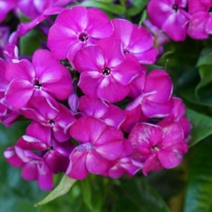 Флокс Атропурпуреа (Atropurpurea)