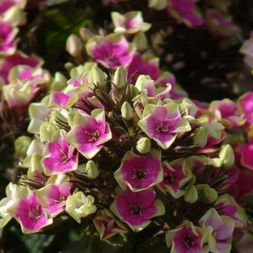 Флокс Ауреоле 3