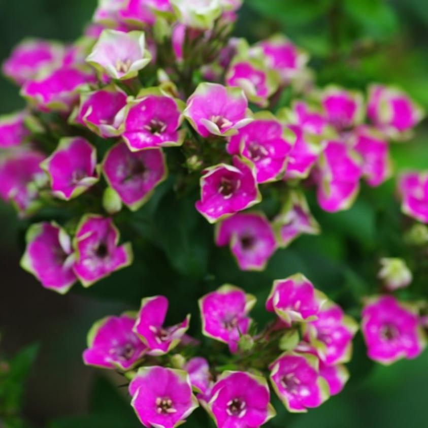 Флокс Ауреоле 6