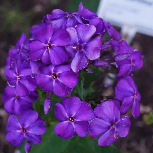 Флокс Аватар 2