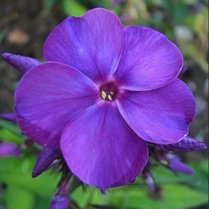 Флокс Аватар