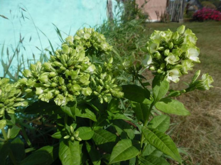 Флокс Бабье лето 5