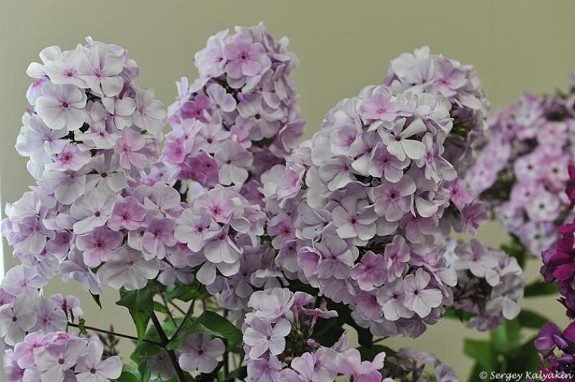 Флокс Баловень 3