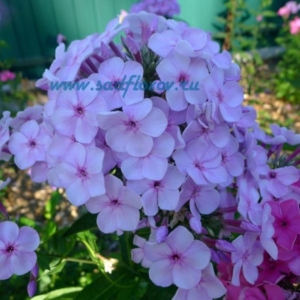 Флокс Баловень