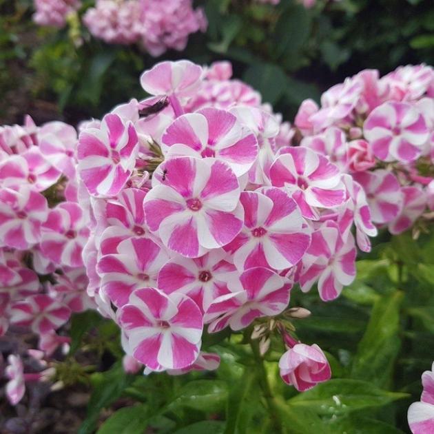 Флокс Бамбини Кэнди Краш 2