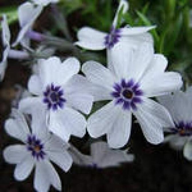 Флокс Бавария 3