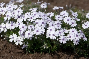Флокс Бавария
