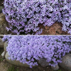 Флокс Бенита