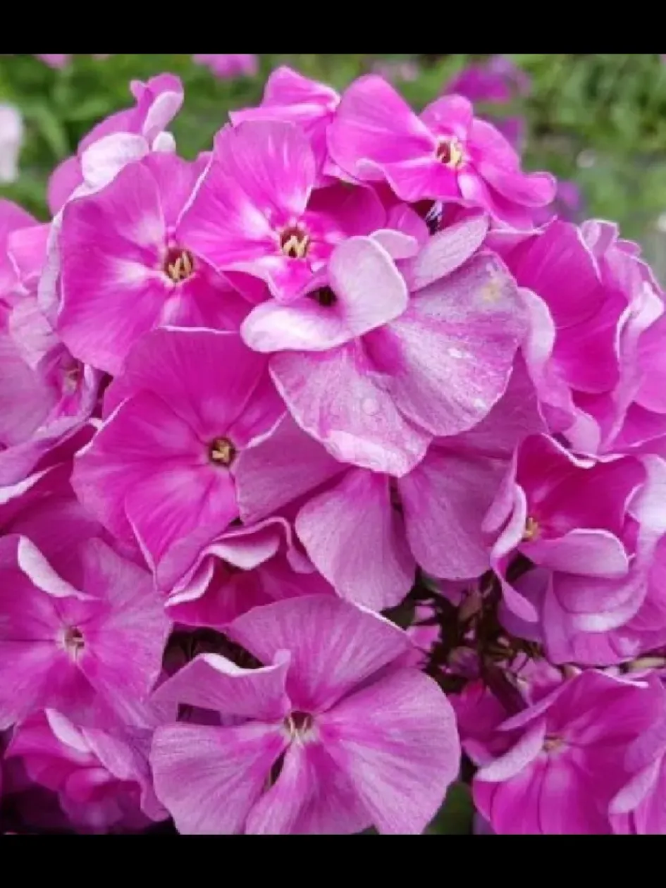 Флокс Берендей 5