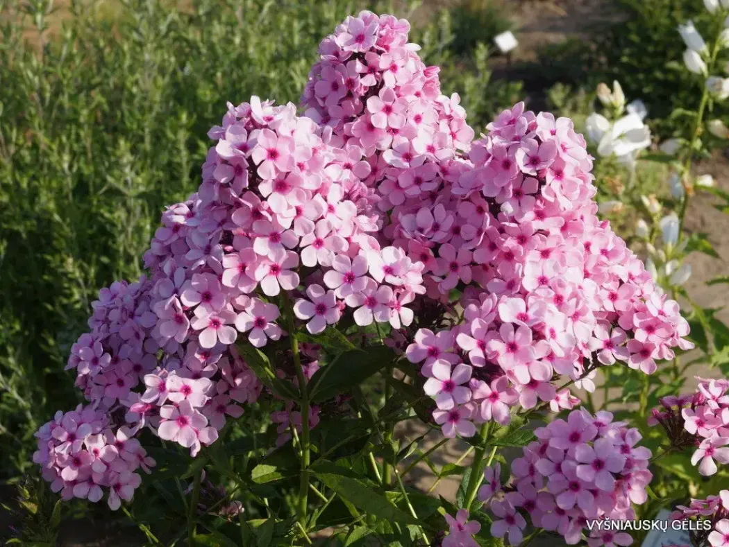 Флокс Бисер 5
