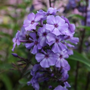 Флокс Блю Ивнинг