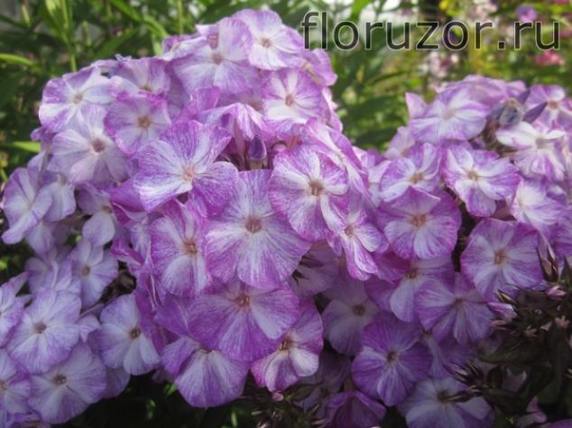 Флокс Блю Шейдс 4