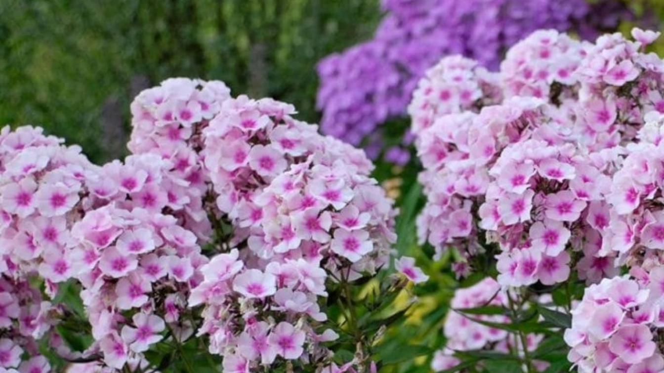 Флокс Брайт Айс 5