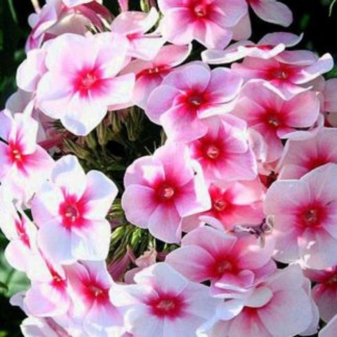 Флокс Бриллиант Айз 4