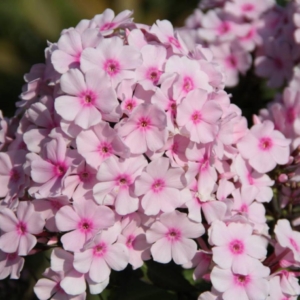 Флокс Бриллиант Айз