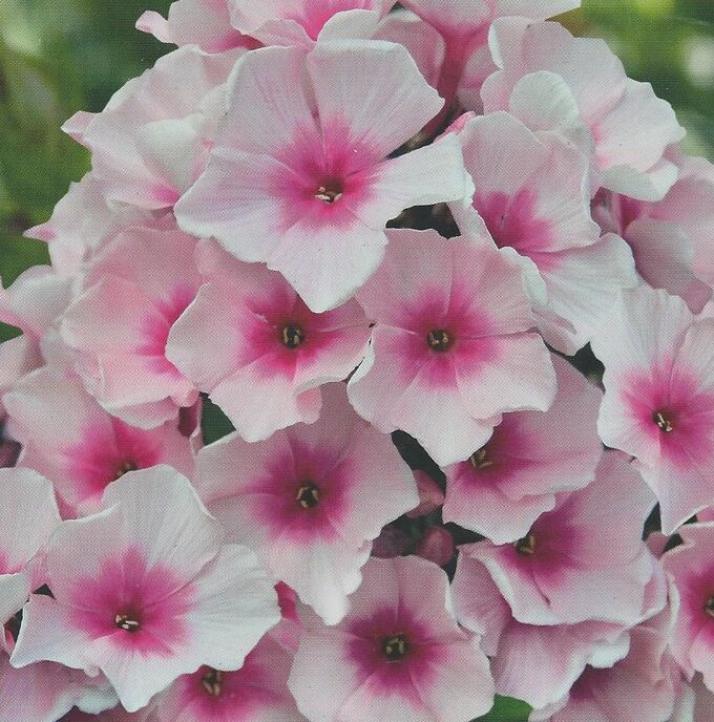 Флокс Бриллиант Айз 5