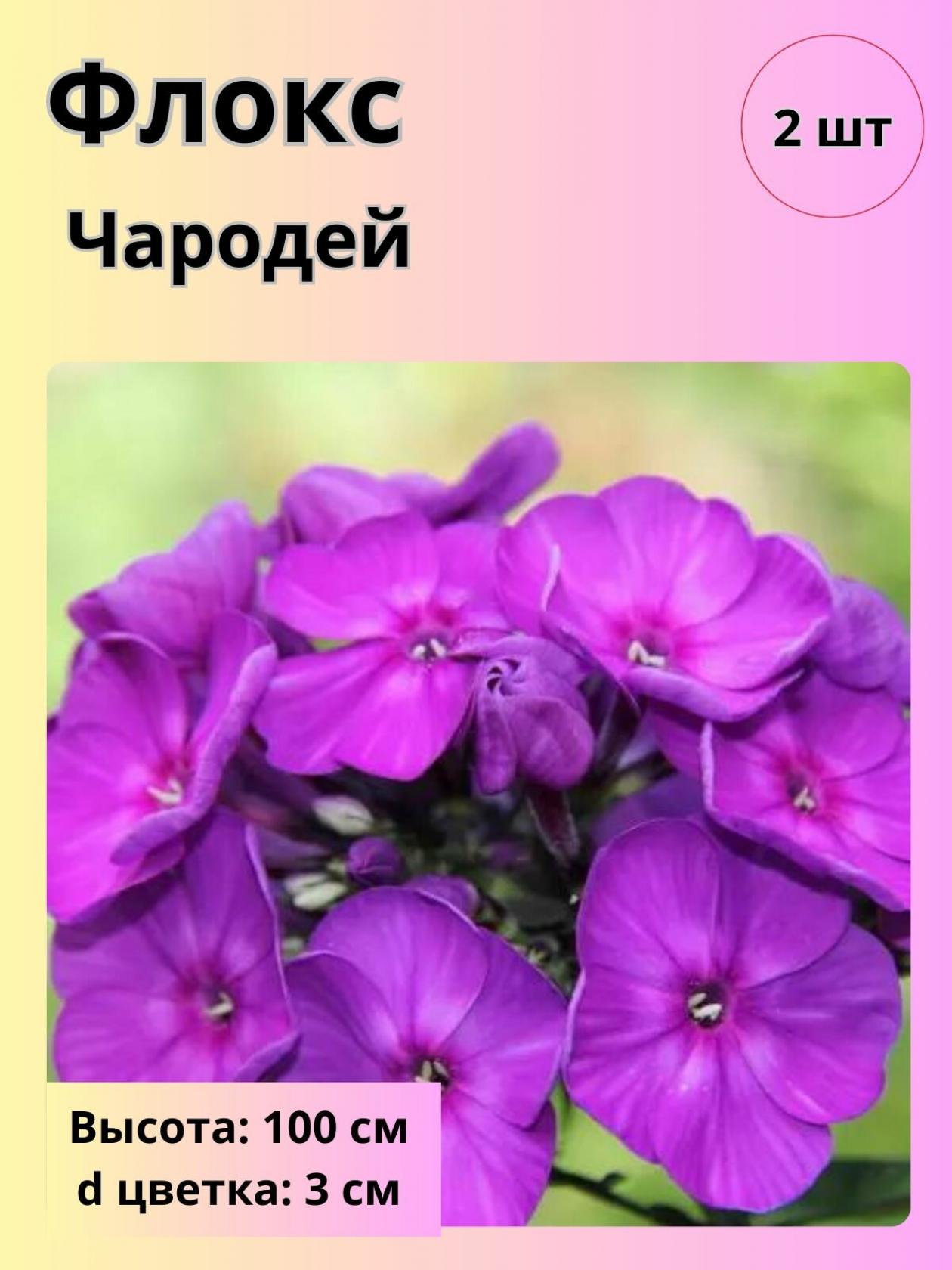 Флокс Чародей 2