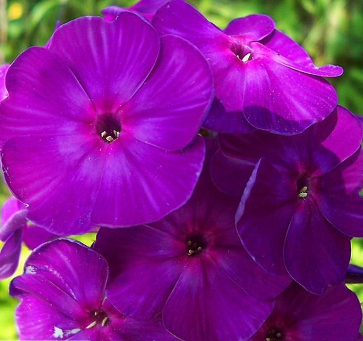 Флокс Чародей 3