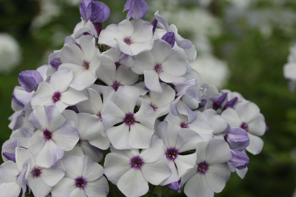 Флокс Чайка