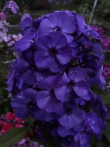 Флокс Черное море
