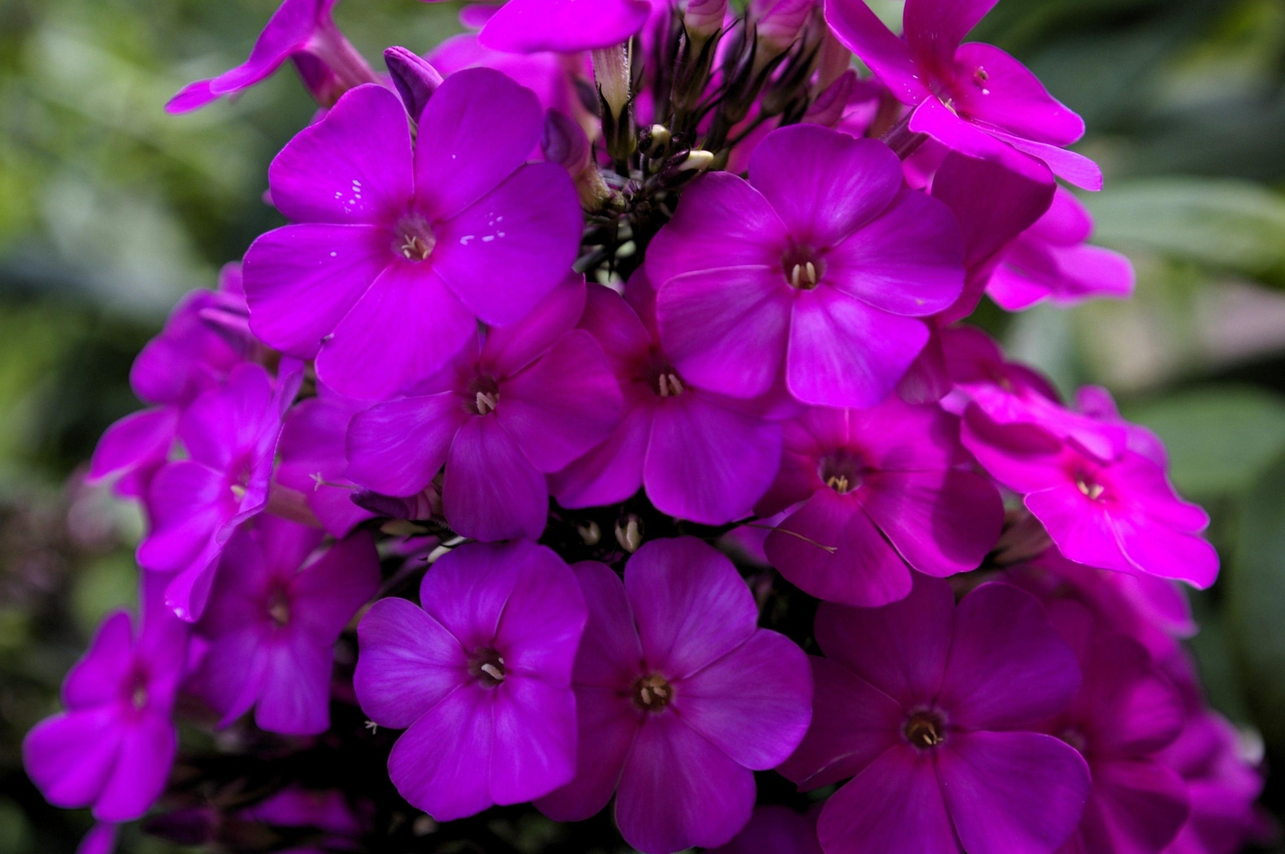 Флокс Далила 4