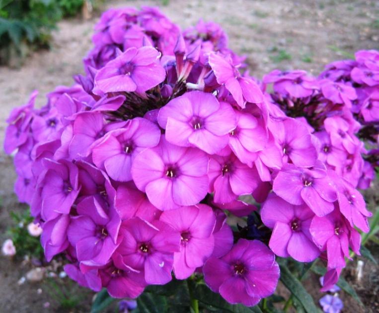 Флокс Далила 5