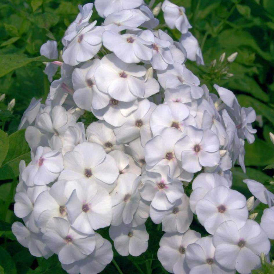 Флокс Даниэль 4
