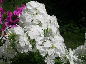 Флокс Давид