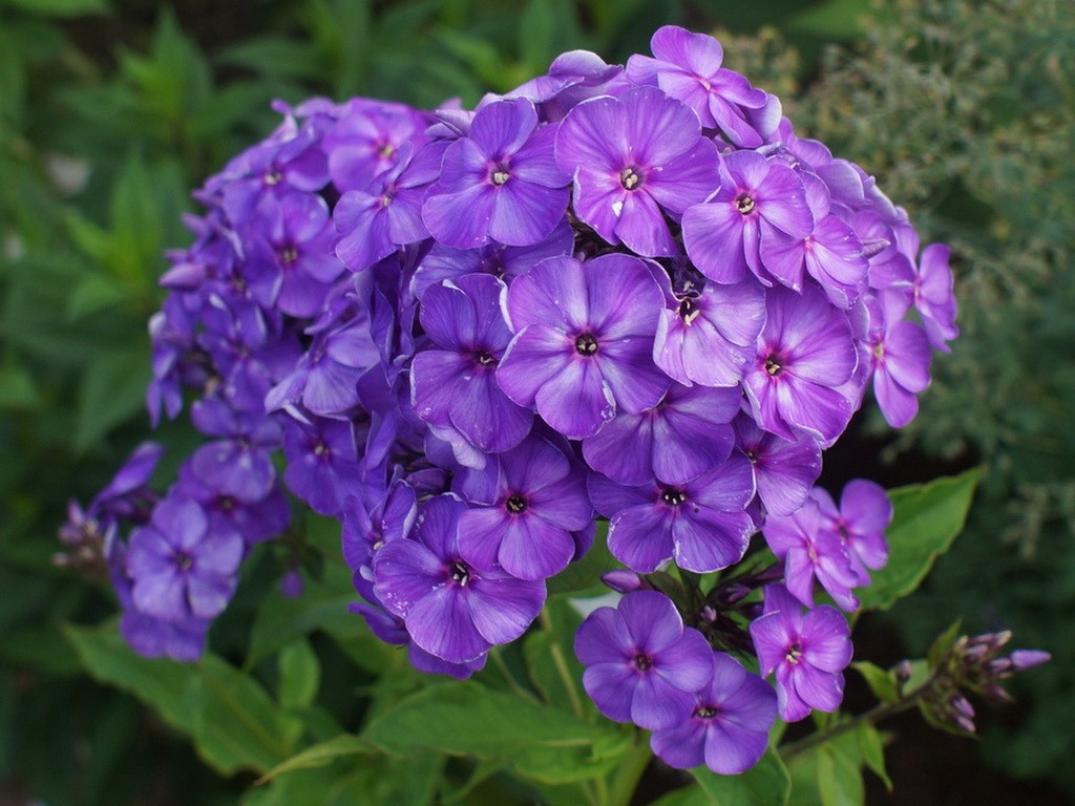 Флокс Дивей 3