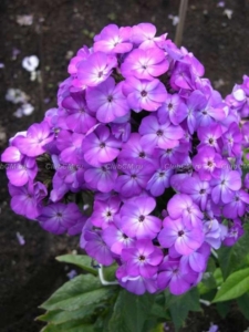 Флокс Дивей
