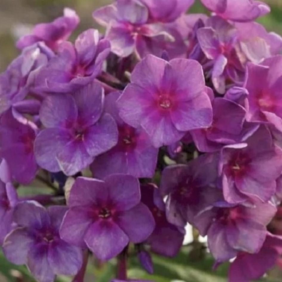 Флокс Дымчатое суфле 3