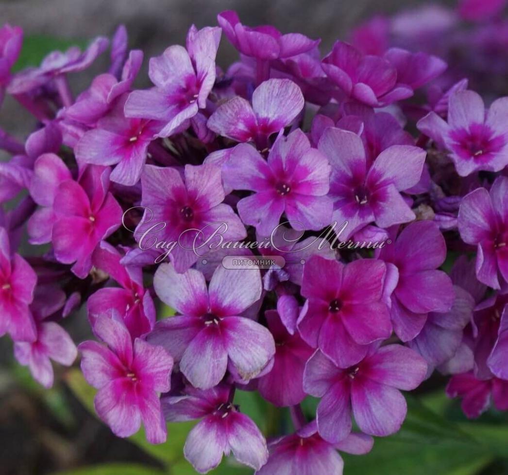 Флокс Дымчатое суфле 4