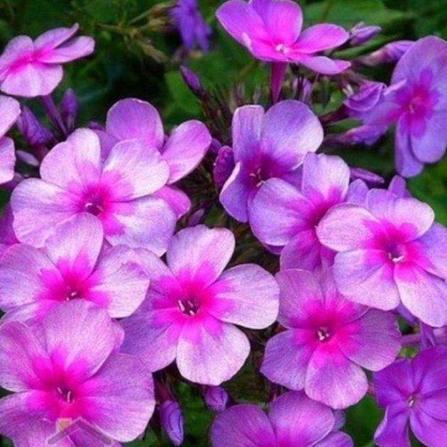 Флокс Дымчатое суфле 5