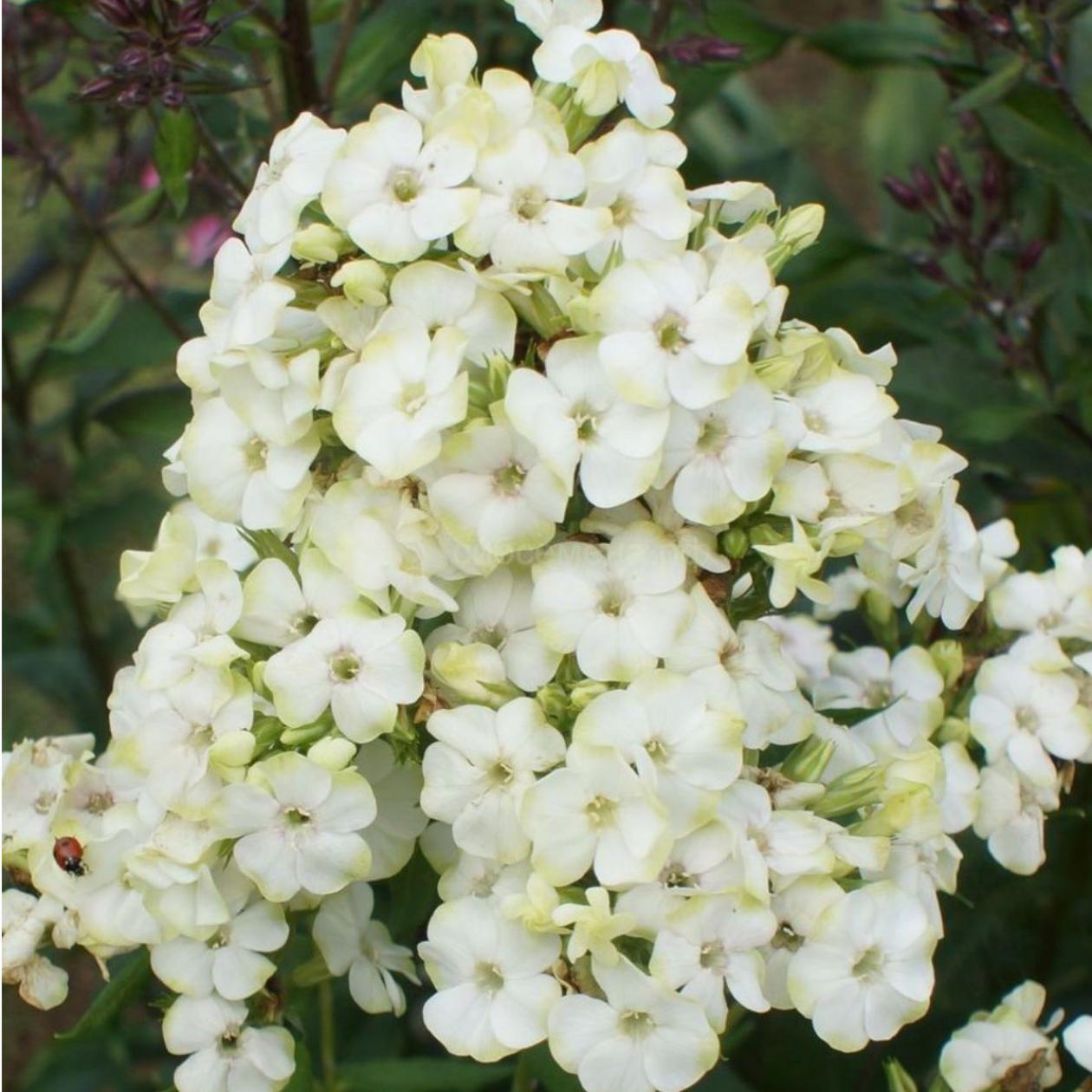 Флокс Джейд 2