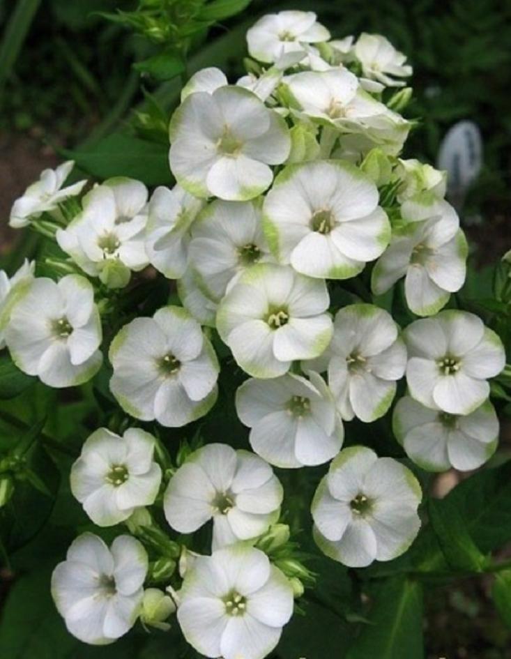 Флокс Джейд 3