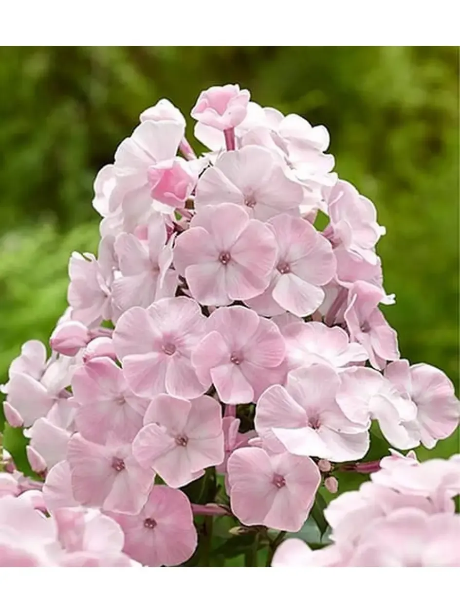 Флокс Елена 3