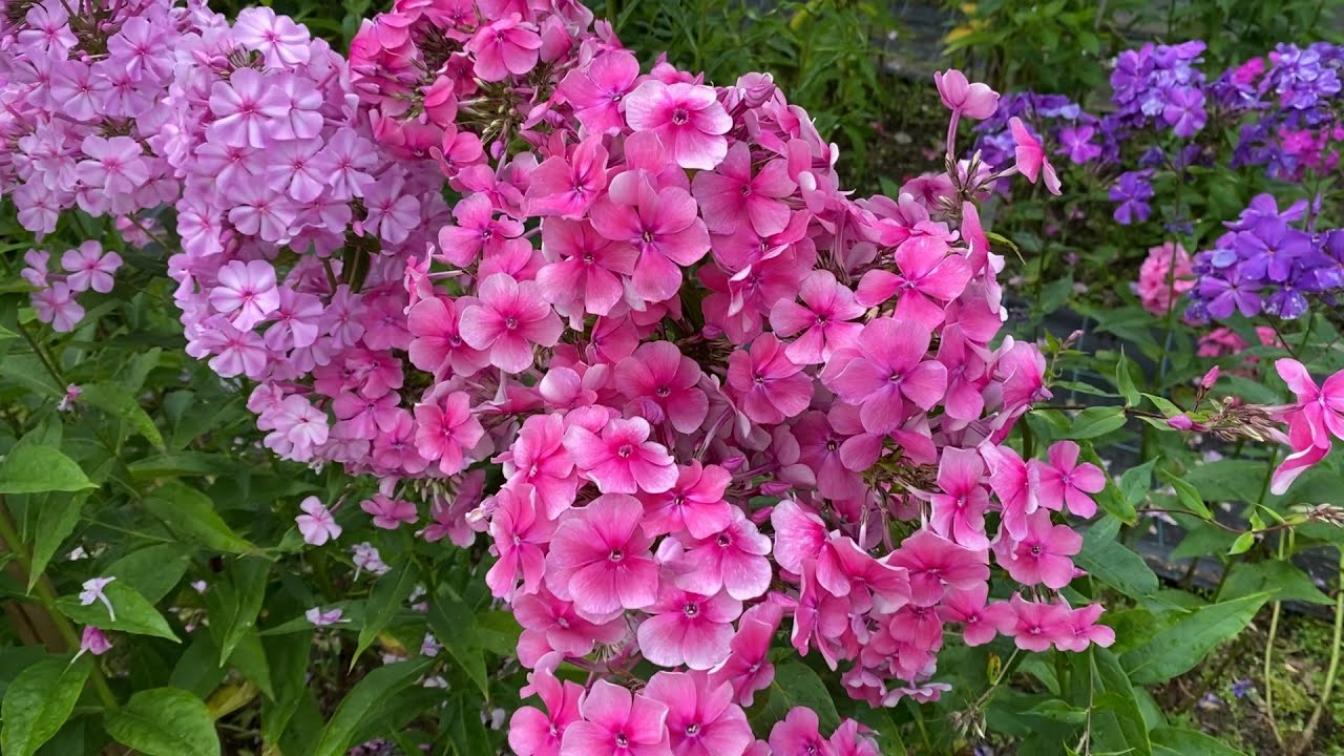 Флокс Феникс 5