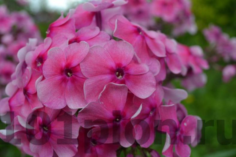 Флокс Феникс 6