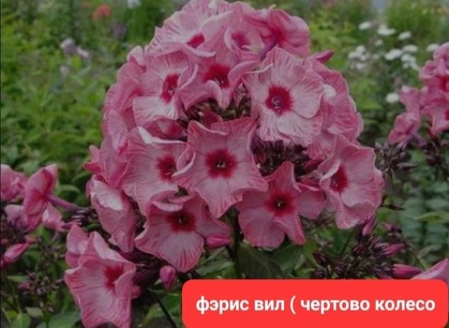 Флокс Феррис Вил 3