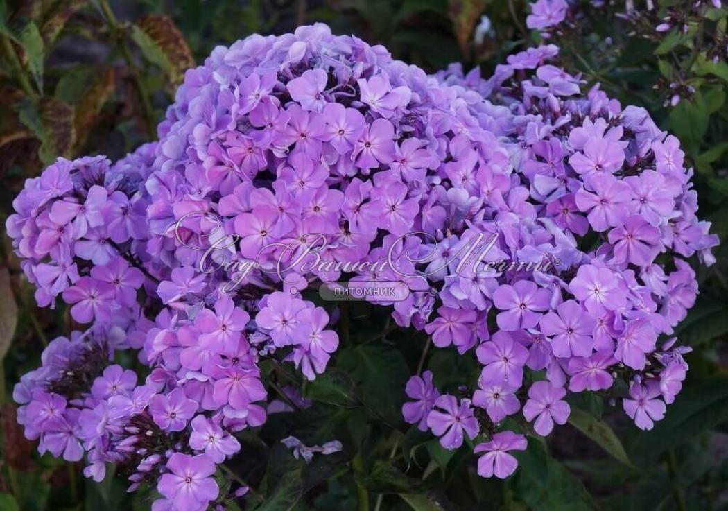 Флокс Фея 2