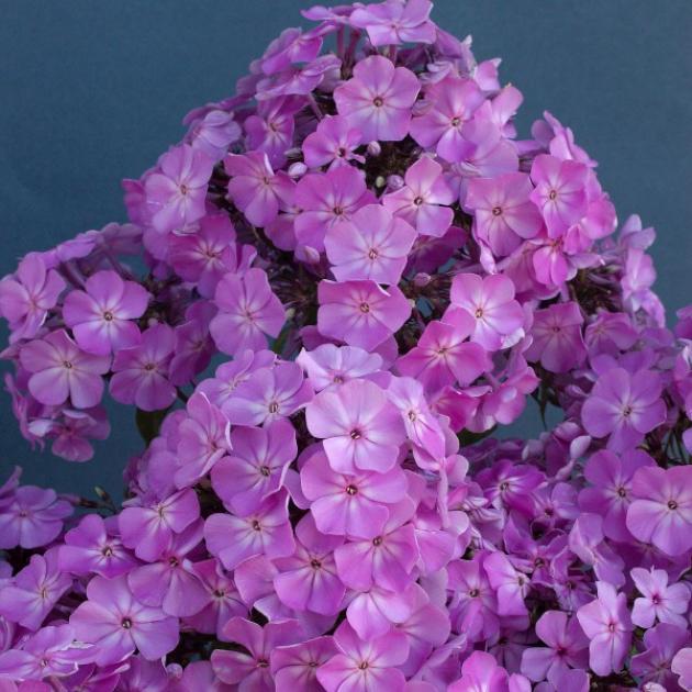Флокс Фея 5