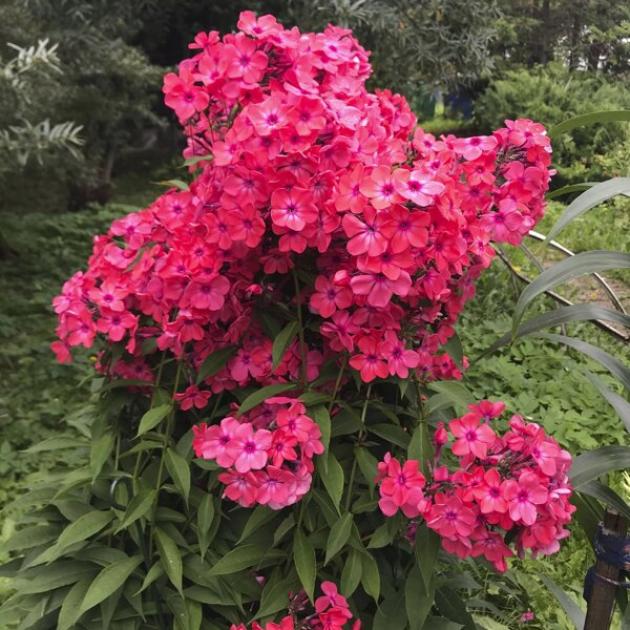 Флокс Фламенко 4