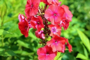 Флокс Фламенко