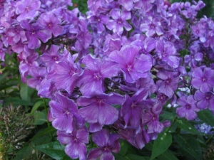 Флокс Галактика