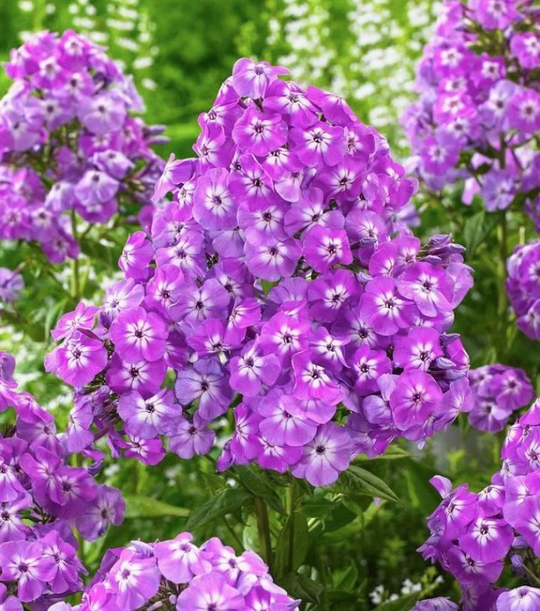 Флокс Голиаф 4