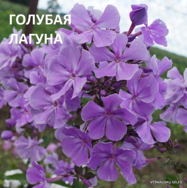 Флокс Голубая Лагуна 2
