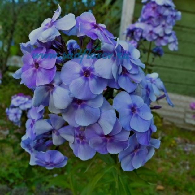 Флокс Голубая Отрада 4
