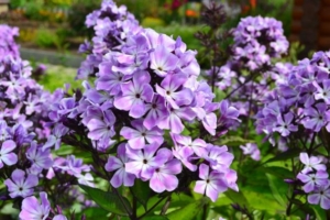 Флокс Горожанка